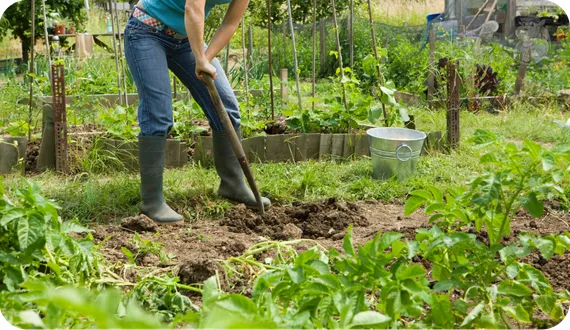 kobieta kopiąca rabaty w ogrodzie przy użyciu szpadla